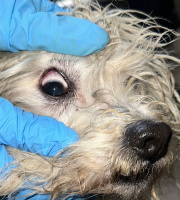 Atención y rescate de canino Tony 
